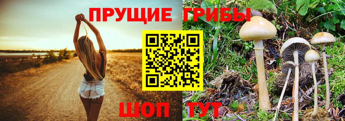 Галлюциногенные грибы Cubensis  что такое   Елец 